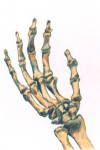 Hand Bones copyright 1999 by Michael D. Smith